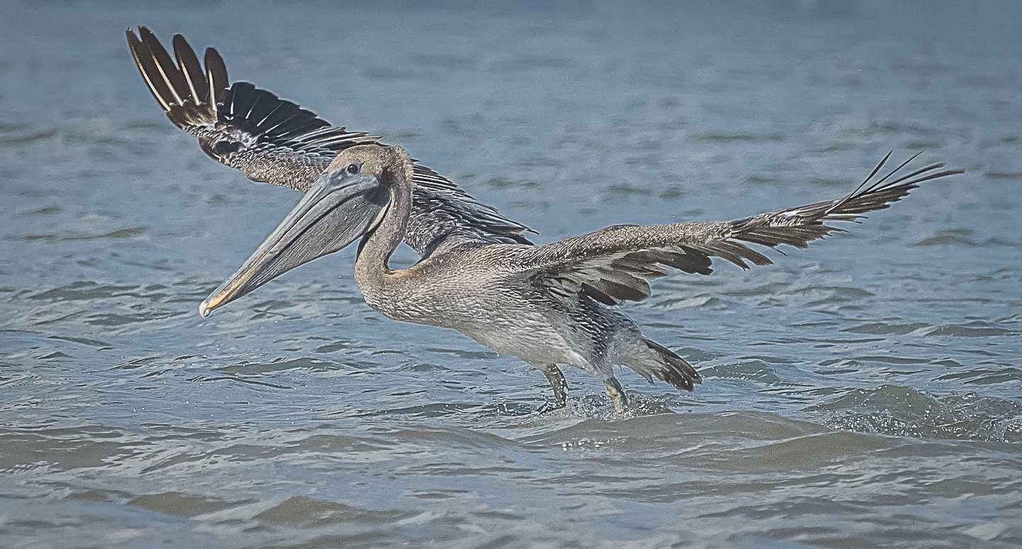 2nd PrizeOpen Nature In Class 1 By Dennis Roberts For Smooth Landing SEP-2023.jpg